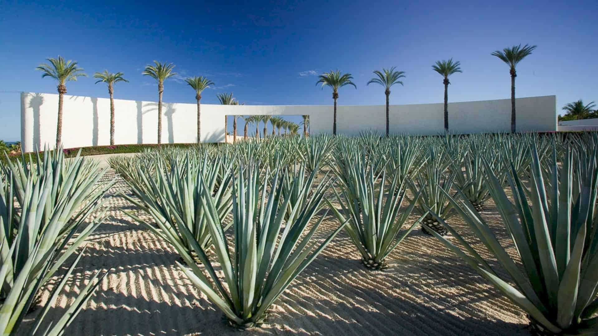 Las Ventanas Al Paraiso Award Winning Mexican Resort On A Seemingly Lifeless Landscape 1