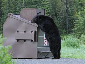 Dumpster Rentals