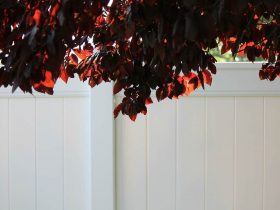 Flowering Plum Tree 895532 1280