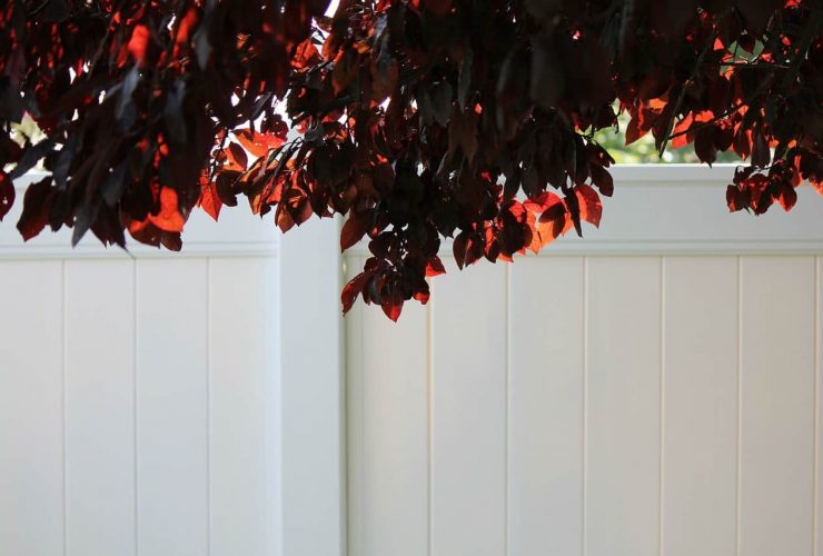 Flowering Plum Tree 895532 1280