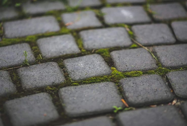Paving Stones With Moss 6083