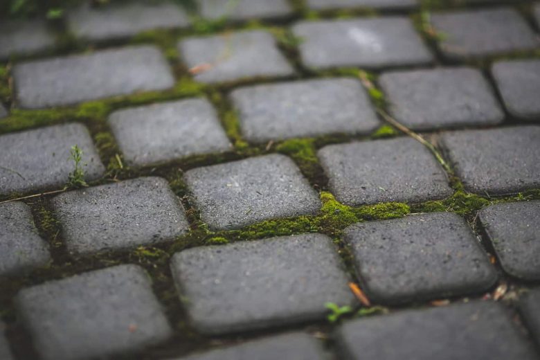 Paving Stones With Moss 6083
