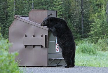 Black Bear 1972219 1280