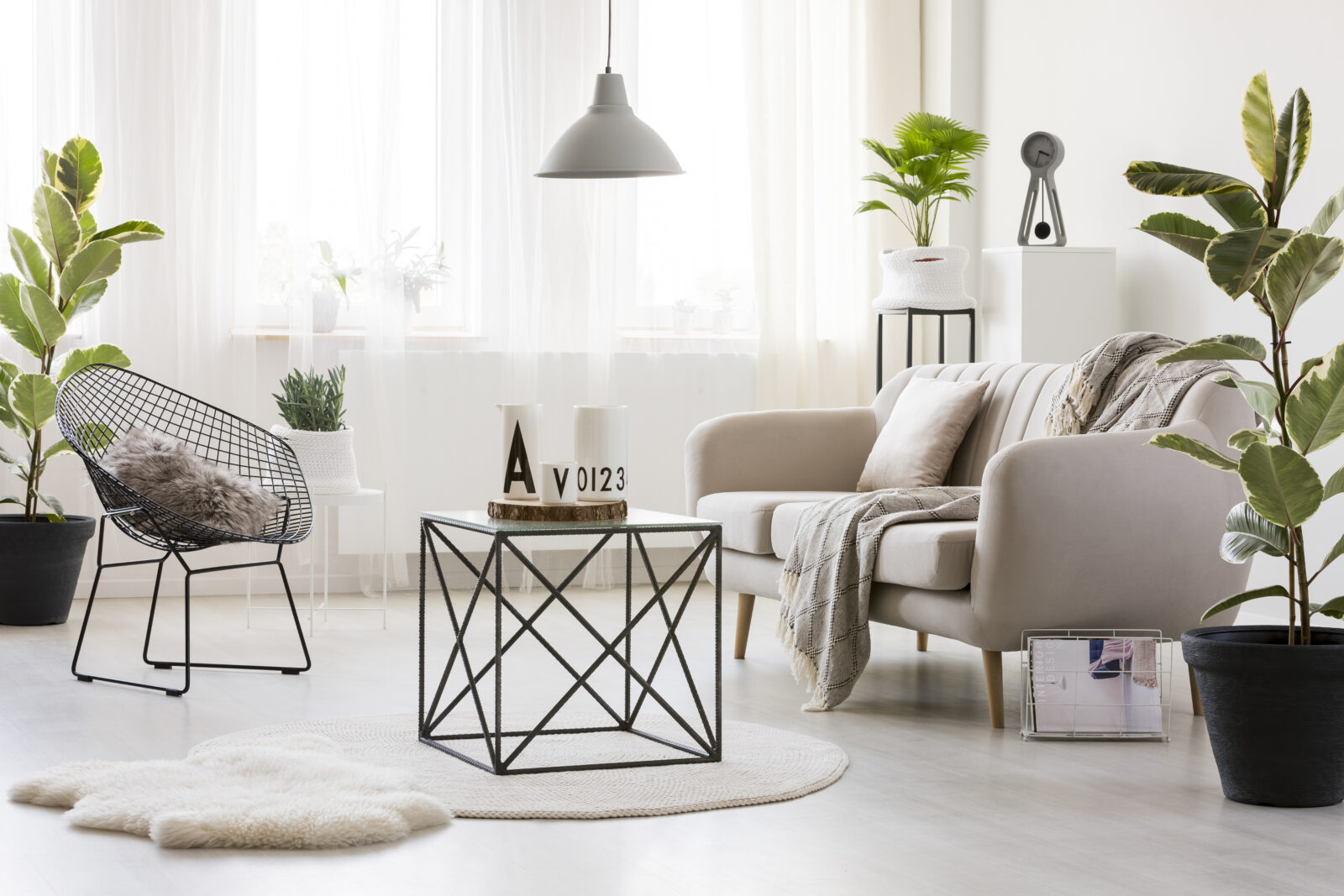 Modern Living Room With Ficus