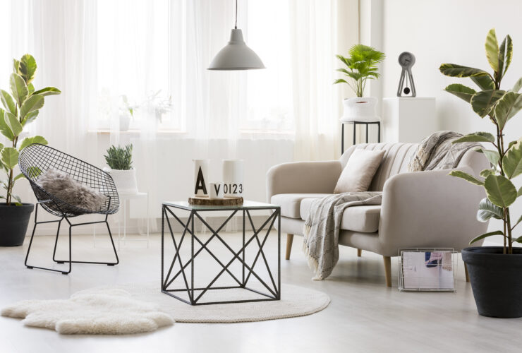 Modern Living Room With Ficus