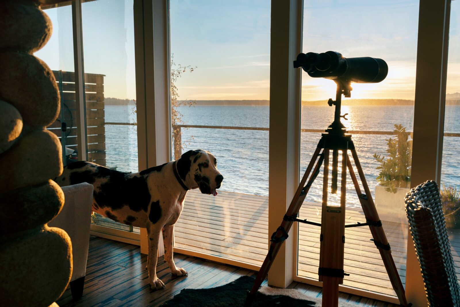 Pet dog next to sea view beach house windows.