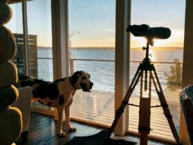 Pet dog next to sea view beach house windows.