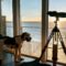 Pet dog next to sea view beach house windows.