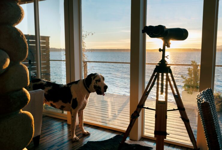 Pet dog next to sea view beach house windows.