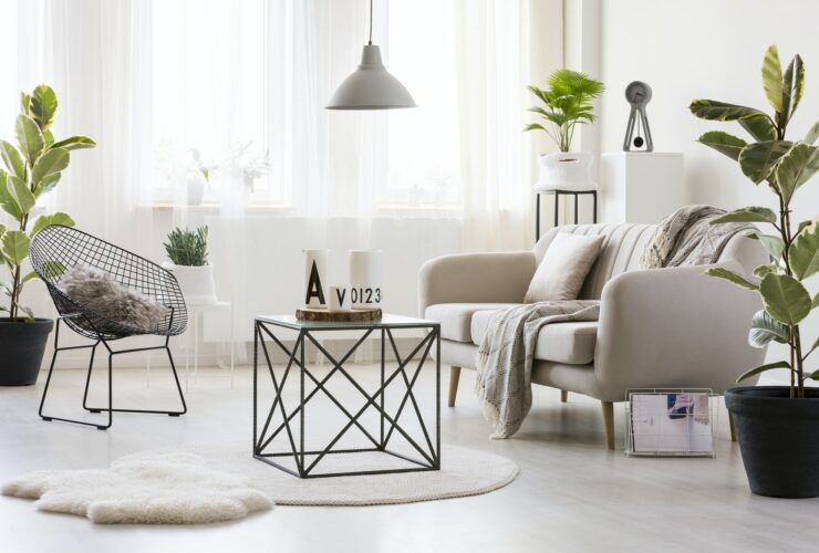 Modern living room with ficus