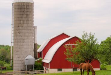 A horse is eating grass in front of a red barn and cement silos.