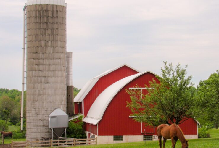 A horse is eating grass in front of a red barn and cement silos.