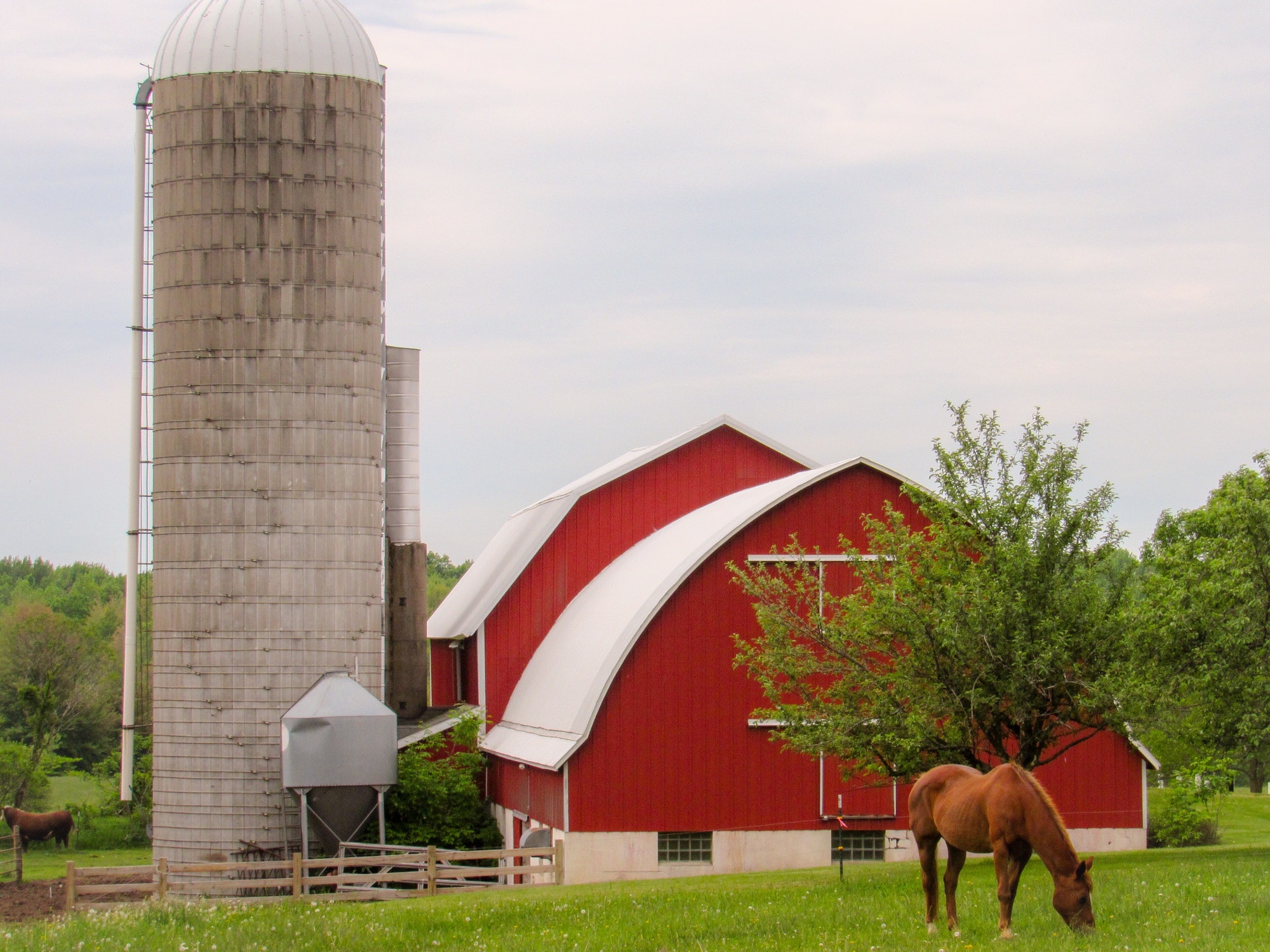 A horse is eating grass in front of a red barn and cement silos.