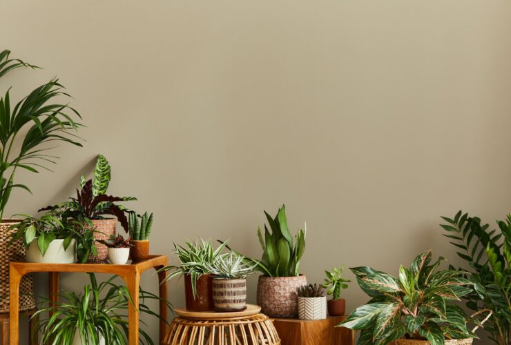 Stylish composition of home garden interior