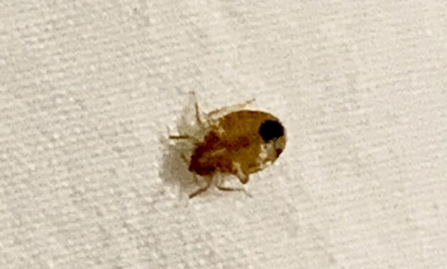 Bed bug on a sheet