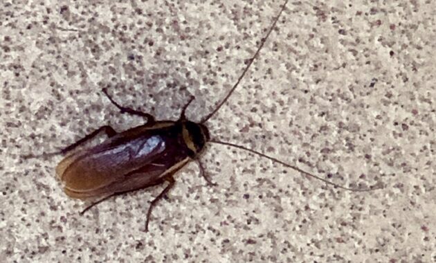 One creepy crawly cockroach waiting for me at the post office today