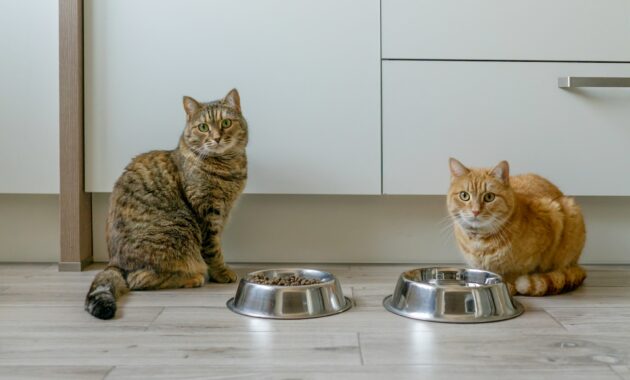 Cats near bowls of dry cat food.