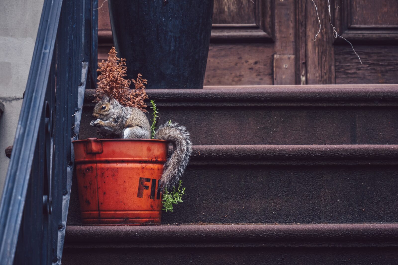 Squirrel on the porch of a house
