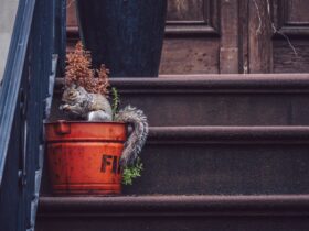 Squirrel on the porch of a house