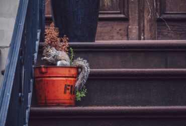Squirrel on the porch of a house