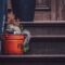 Squirrel on the porch of a house