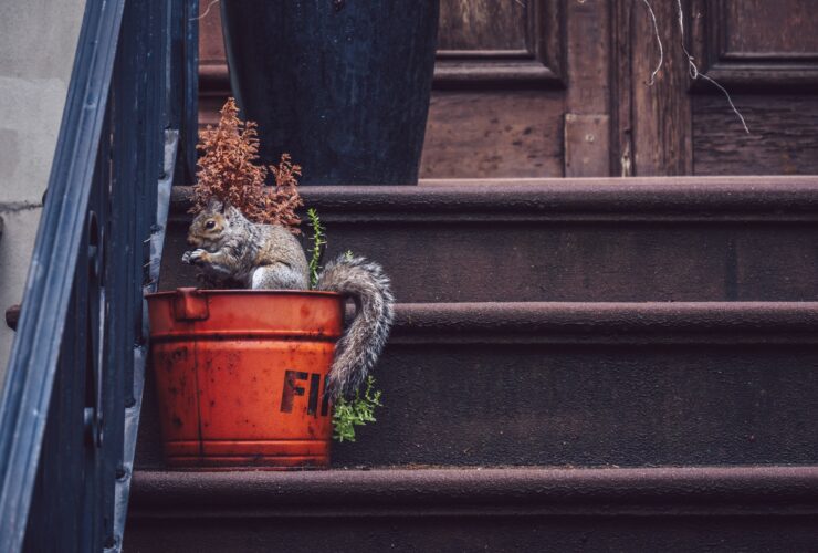 Squirrel on the porch of a house