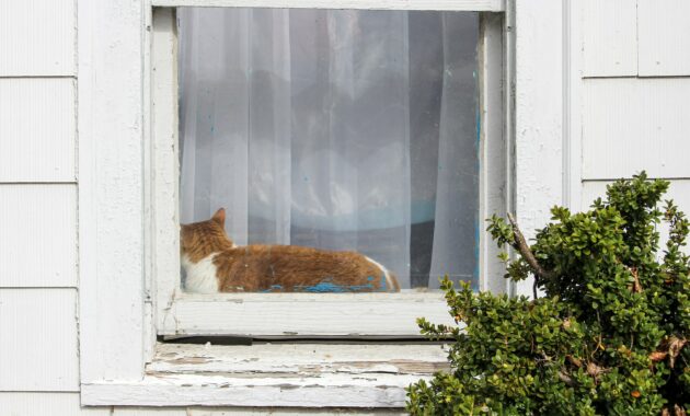 Cat laying down on a house window views from outside