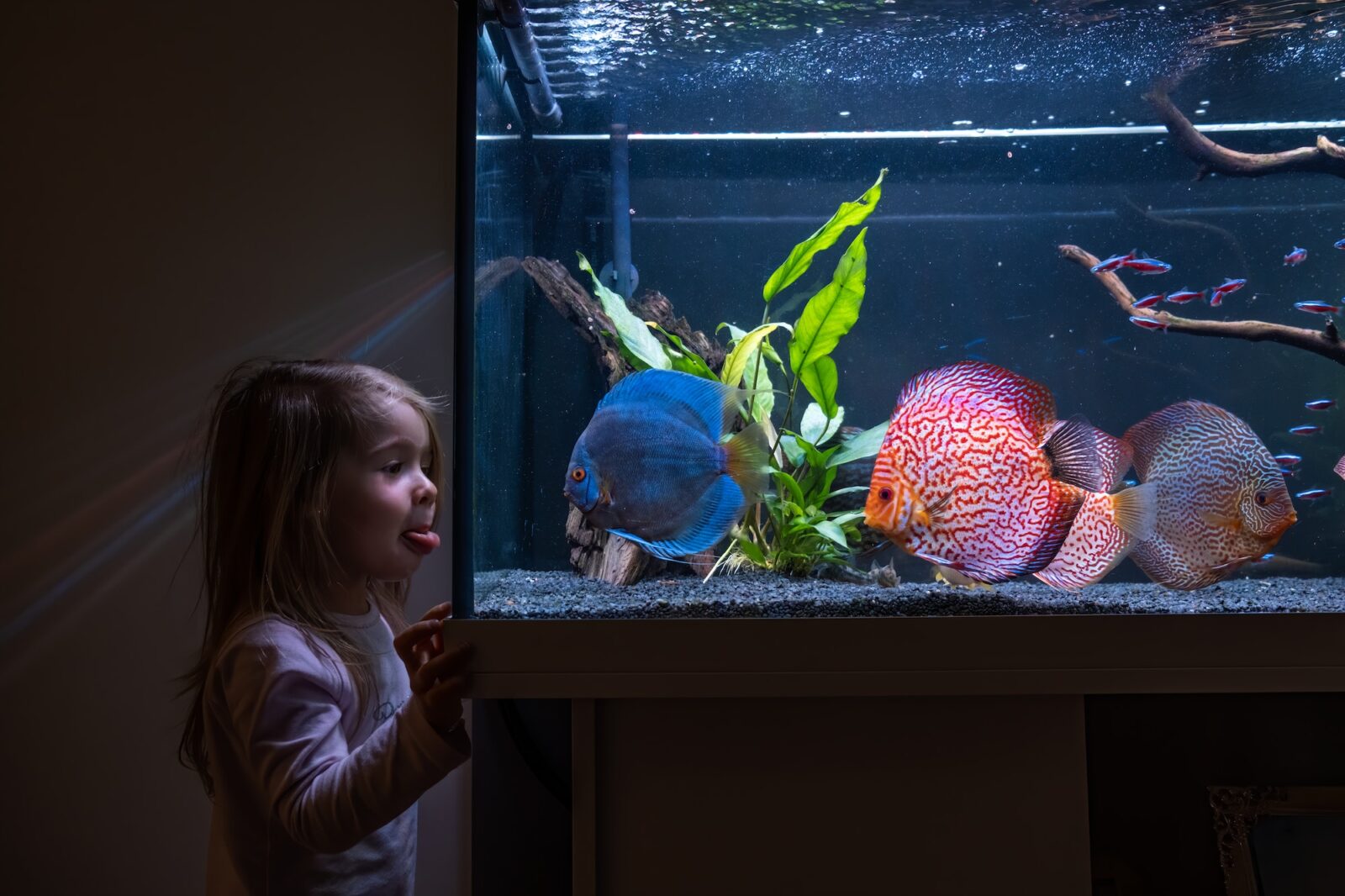 2-3 year old child watching fish swiming in big fishtank, aquarium