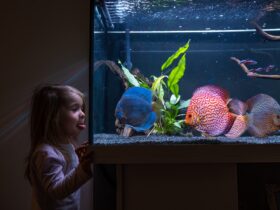 2-3 year old child watching fish swiming in big fishtank, aquarium