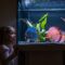 2-3 year old child watching fish swiming in big fishtank, aquarium