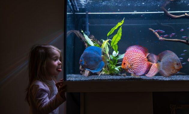 Picture of How Do I Make My Fish Tank Look Aesthetic?