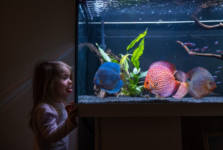 2-3 year old child watching fish swiming in big fishtank, aquarium