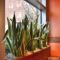Snake plant sansevieria in planter on window sill in orange room office restaurant interior design