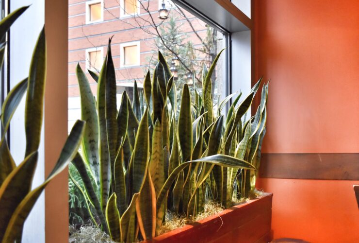 Snake plant sansevieria in planter on window sill in orange room office restaurant interior design