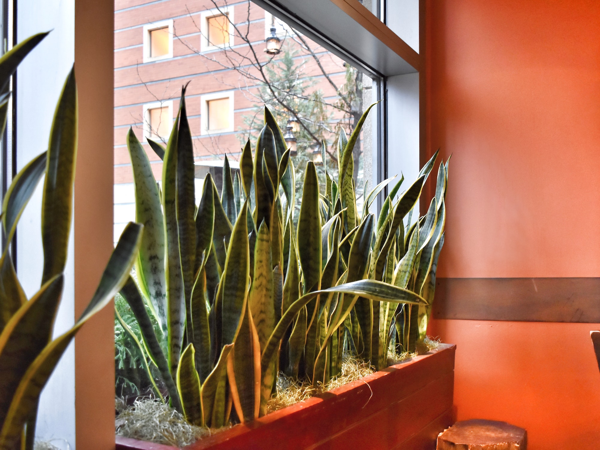 Snake plant sansevieria in planter on window sill in orange room office restaurant interior design