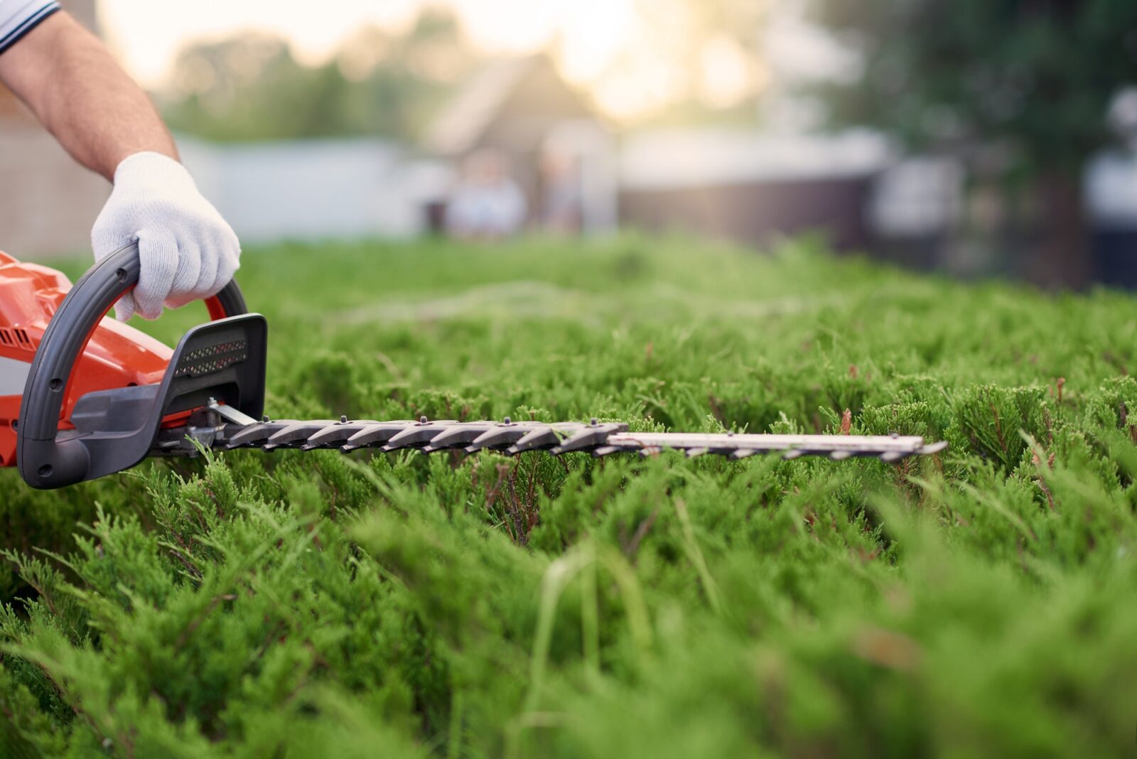 Close up of gargener trimming bushes