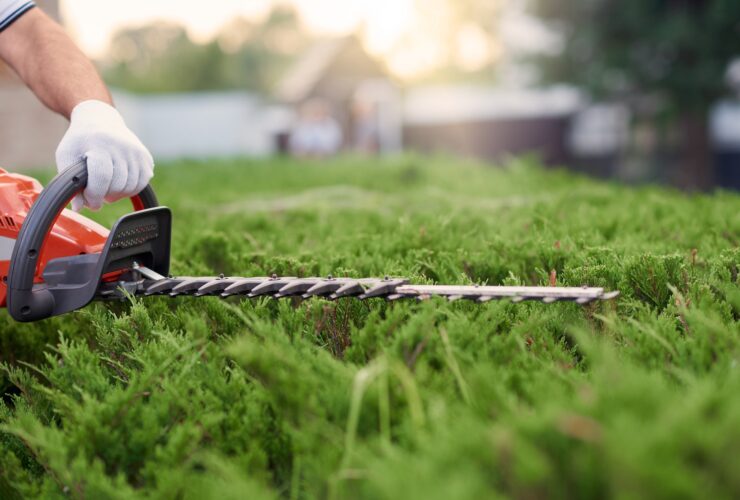 Close up of gargener trimming bushes