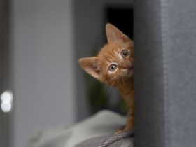 red-haired kitten looks from behind the sofa. Pet.