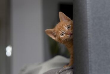 red-haired kitten looks from behind the sofa. Pet.