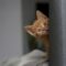 red-haired kitten looks from behind the sofa. Pet.