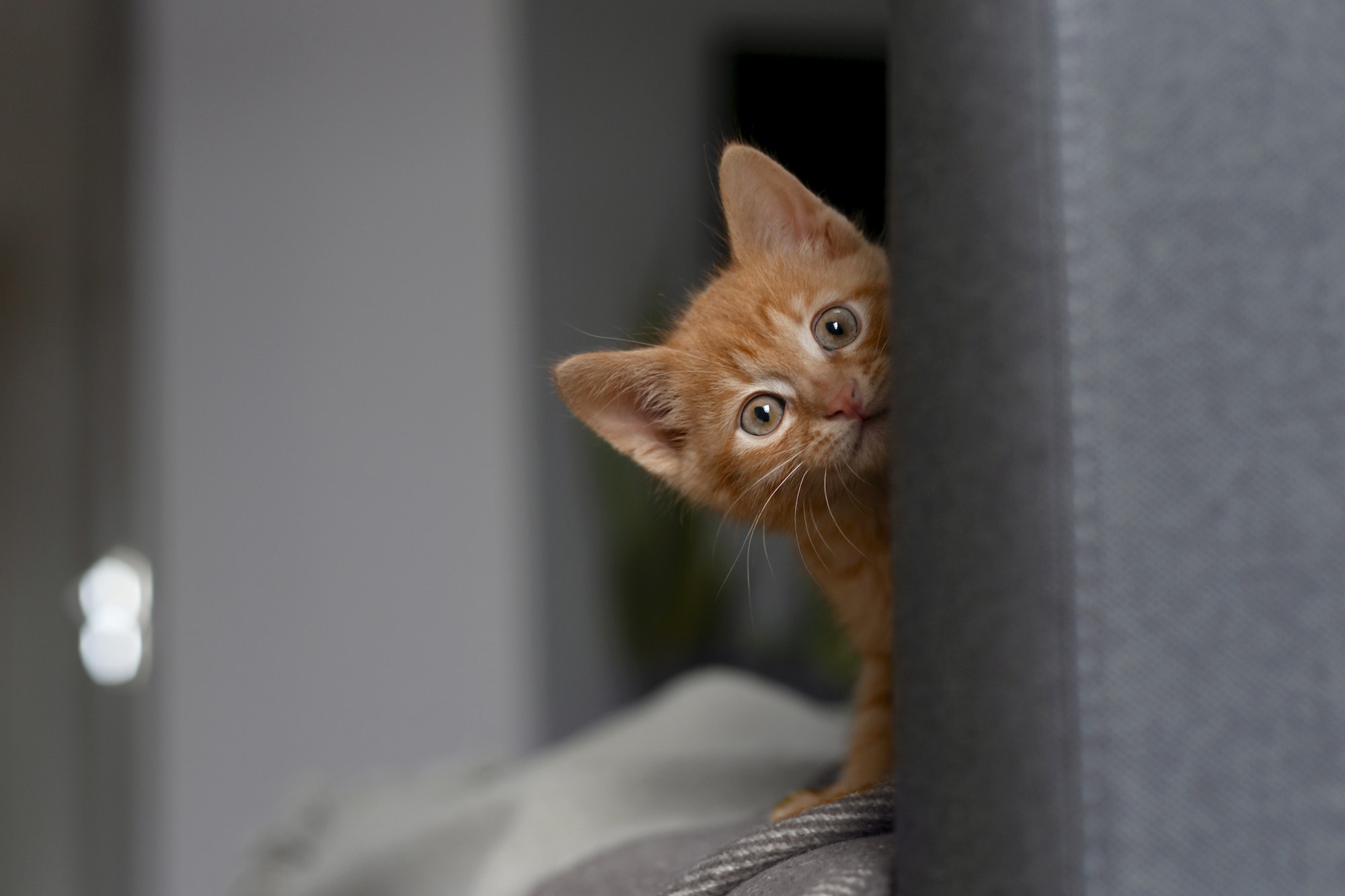 red-haired kitten looks from behind the sofa. Pet.