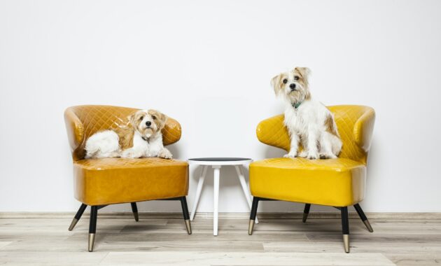 two little dogs sitting on armchairs