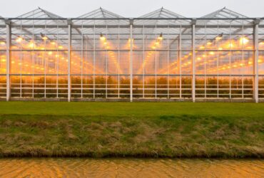 background commercial greenhouse