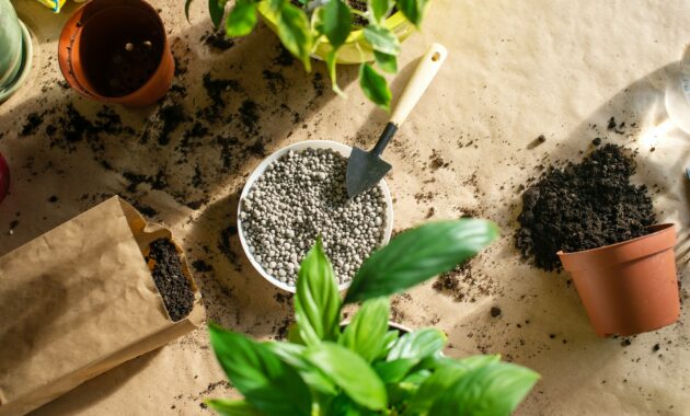 Replant indoor plants. Maintaining the required humidity level . fertilizer for the soil