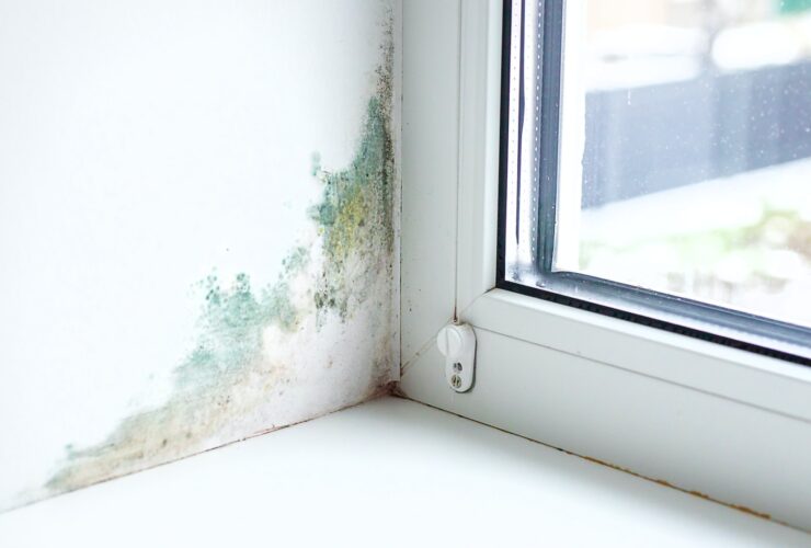 Slope near the window fungus moisture. Selective focus.