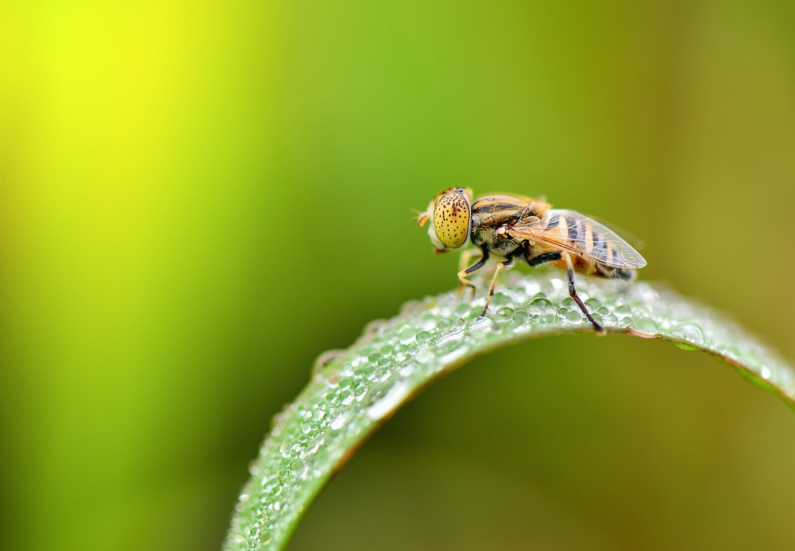 how to get rid of house flies