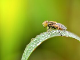 how to get rid of house flies