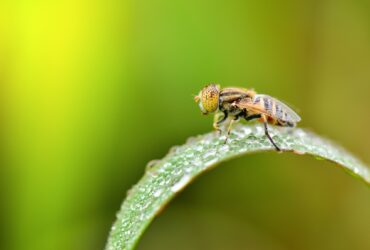 how to get rid of house flies