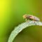 how to get rid of house flies
