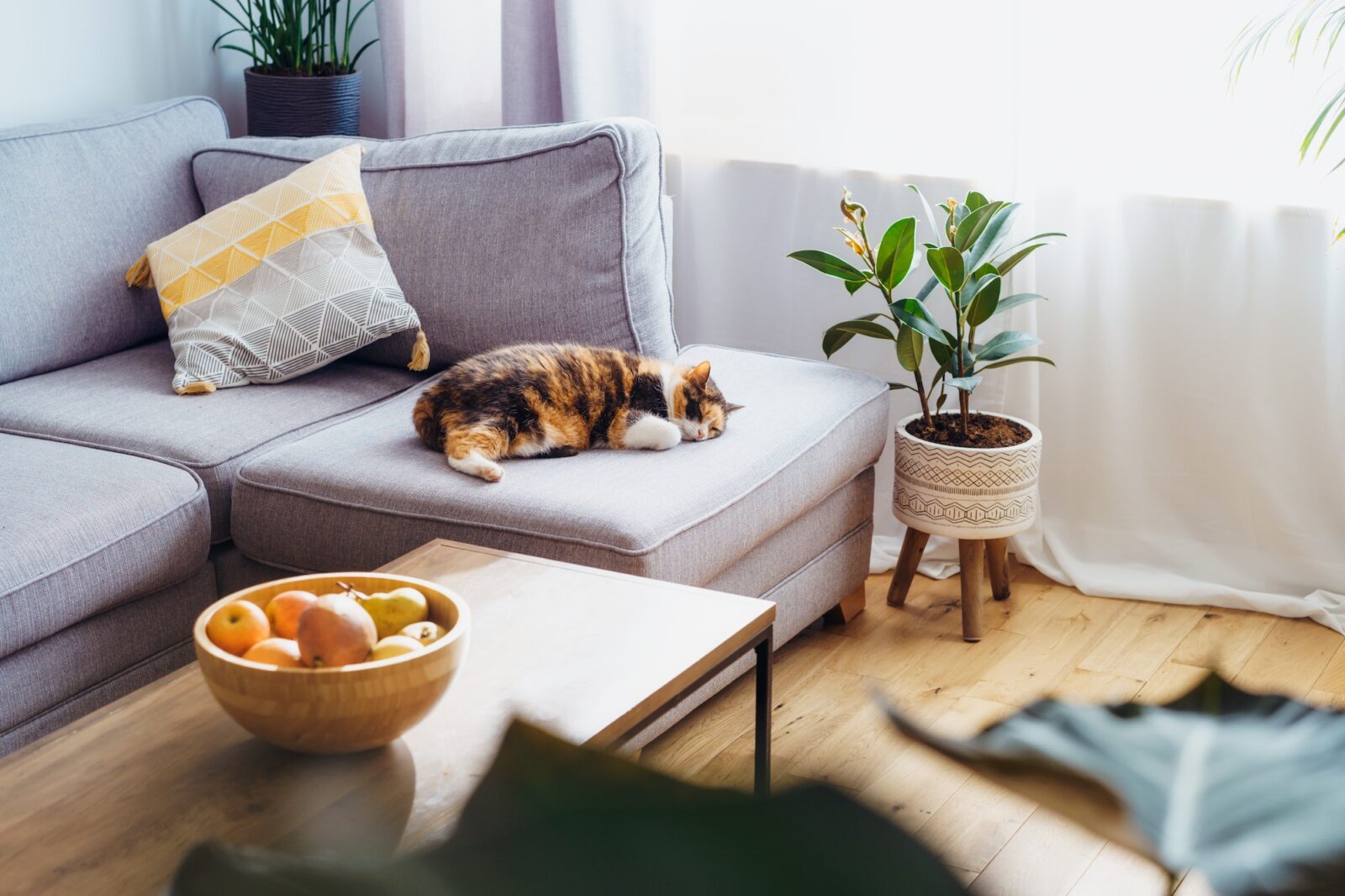 7 Easy Steps: How to Get Rid of Fleas in the House Fast for a Happy, Pest-Free Home